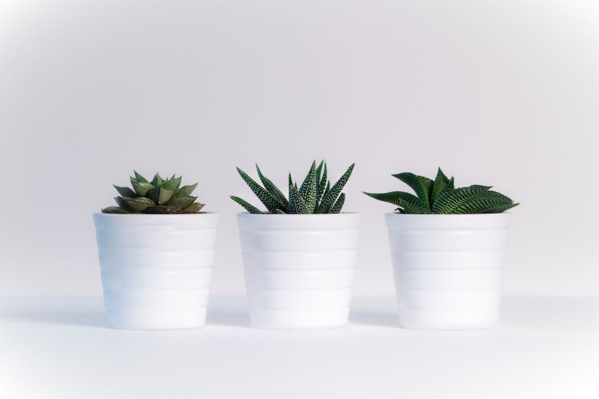 three succulent plant pots