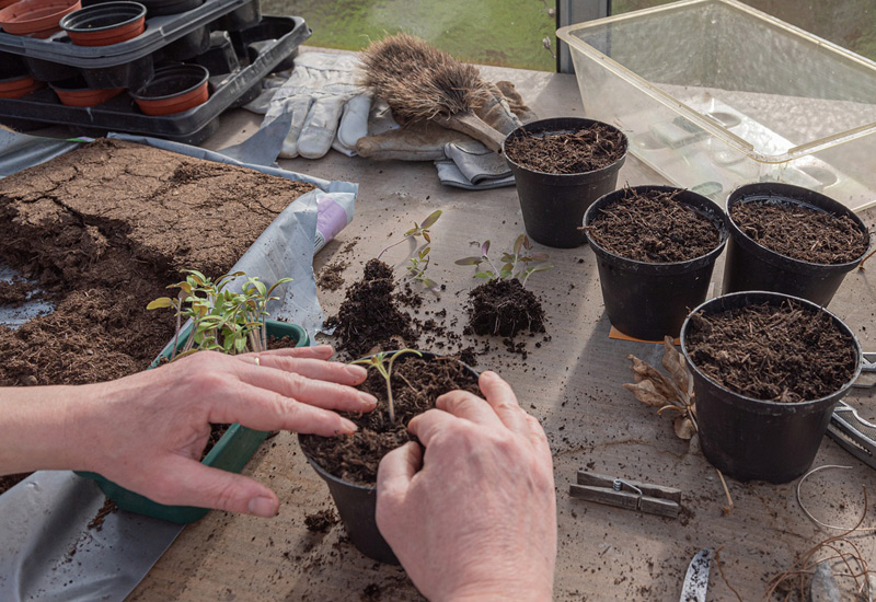 Extending the Growing Season - Start seeds off inside a potting shed or garden building