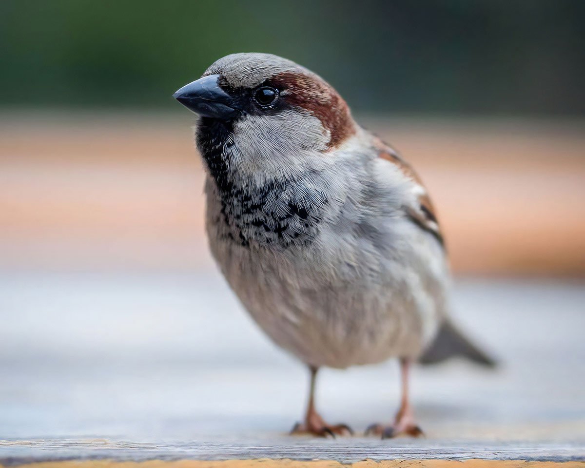 Save the house sparrow with a funky DIY birdhouse