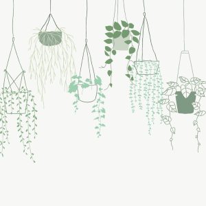 Hanging Plants