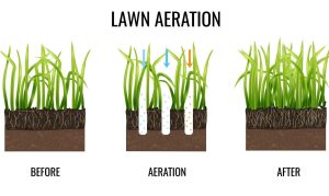 Lawn Aeration