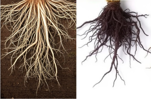 Healthy vs Unhealthy Roots