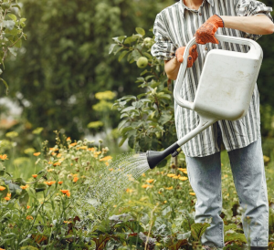 Watering Plants in the Garden