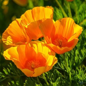 California Poppies