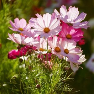 Cosmos Flowers