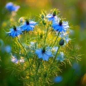 Nigella - Love-in-the-mist