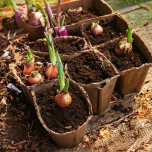 Flower Bulbs in a compostable pot