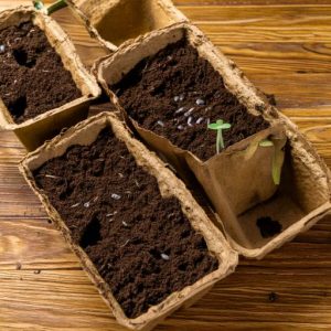 Growing Seed in a Compostable Container