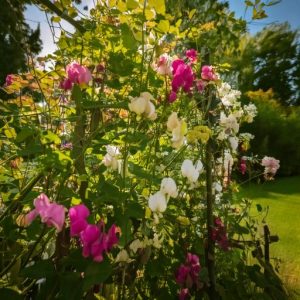 Sweet Peas on Trellis